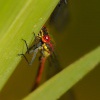 Sidelko rumenne - Pyrrhosoma nymphula - Large Red Damselfly 5718